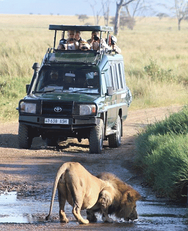 Game Drives in the Serengeti National Park