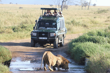Game Drives in the Serengeti National Park